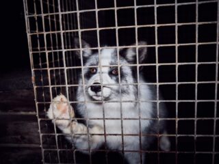 Fuchs hinter dem Drahtgitter eines Käfigs auf einer Pelzfarm