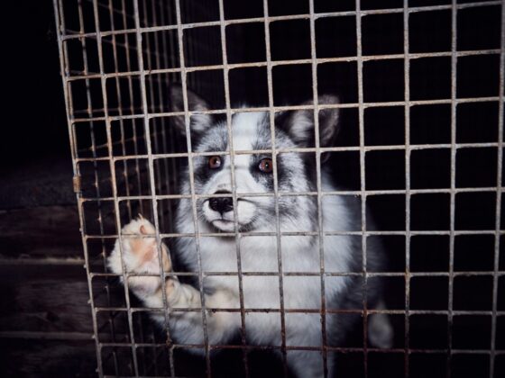 Fuchs hinter dem Drahtgitter eines Käfigs auf einer Pelzfarm