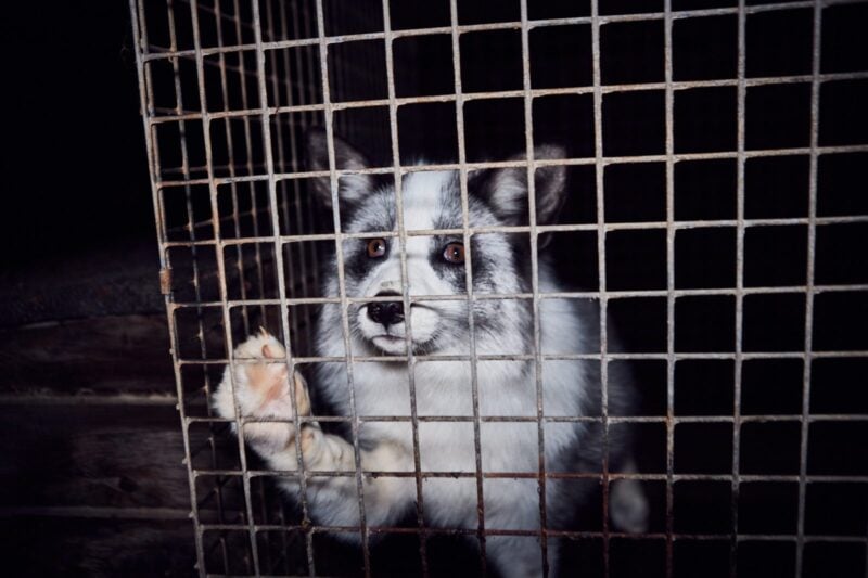 Fuchs hinter dem Drahtgitter eines Käfigs auf einer Pelzfarm