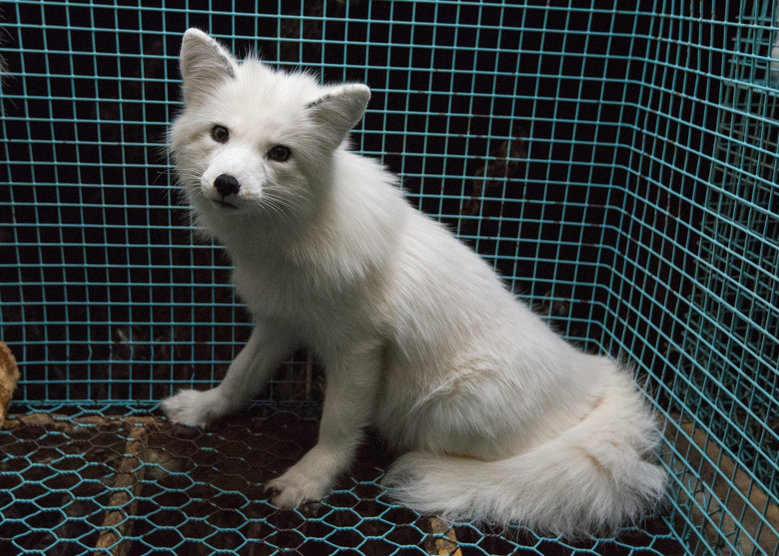 White Arctic fox sitting in a wire mesh cage on a fur farm