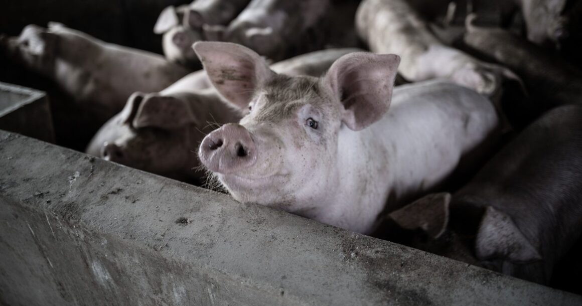 Ein Schwein schaut aus einer dicht belegten Bucht nach oben