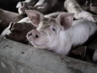 Ein Schwein schaut aus einer dicht belegten Bucht nach oben