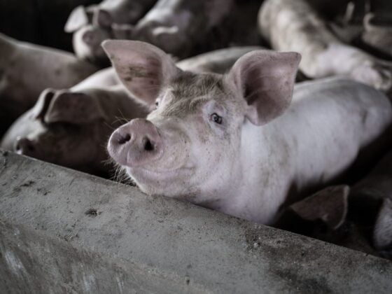 Ein Schwein schaut aus einer dicht belegten Bucht nach oben