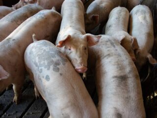 Schweine dicht an dicht in einem Stall, eines hebt den Kopf