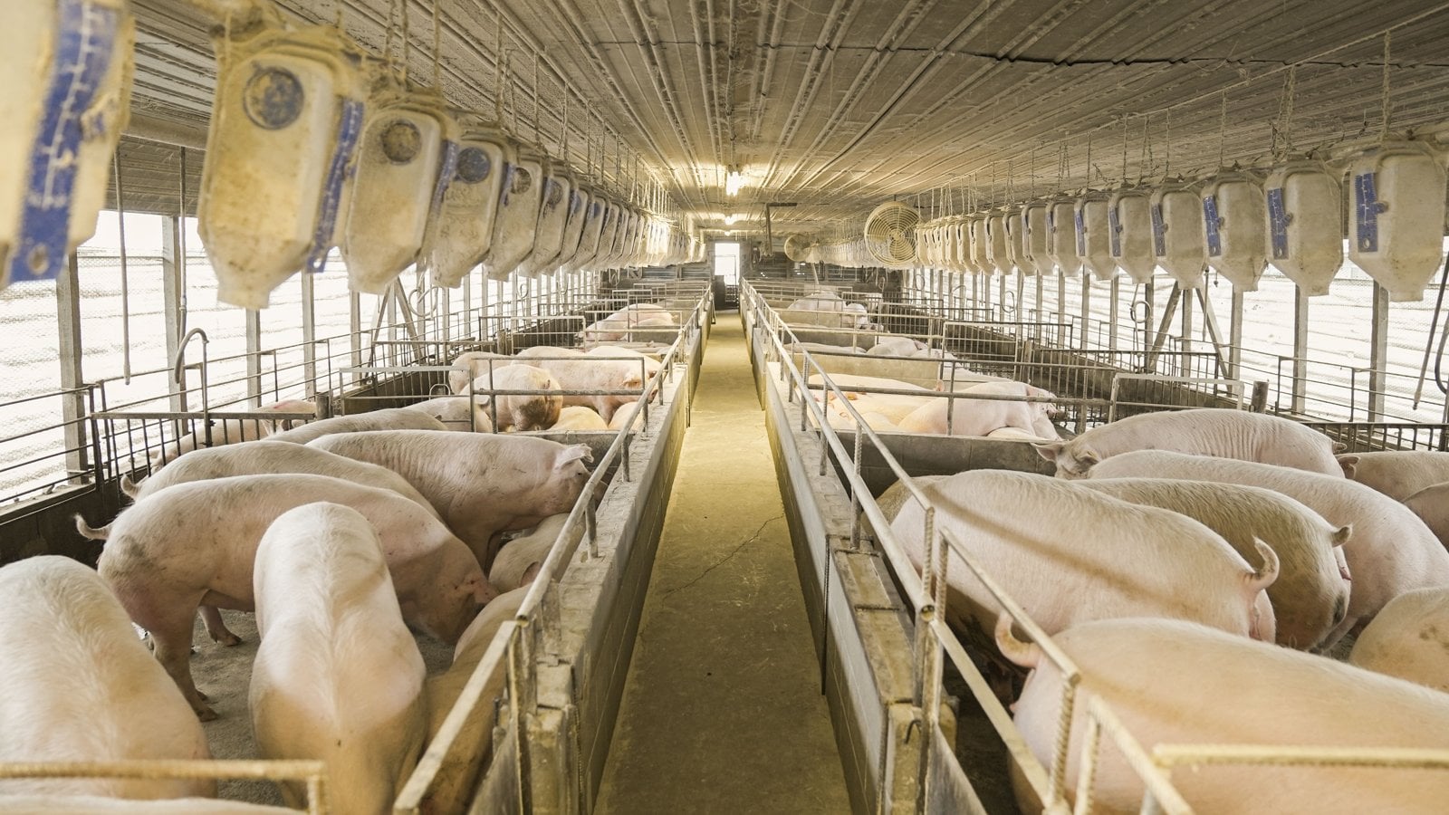 Lange Reihen von Schweinebuchten in einer großen Stallanlage