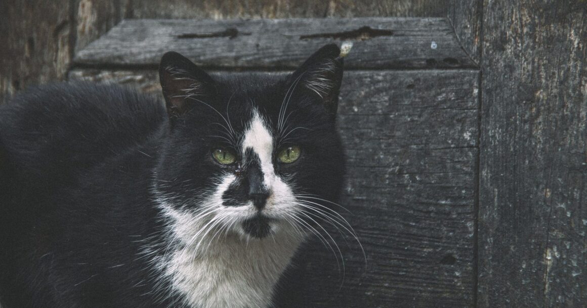 Schwarz-weiße Katze vor einer verwitterten Holzwand