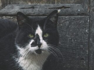 Schwarz-weiße Katze vor einer verwitterten Holzwand