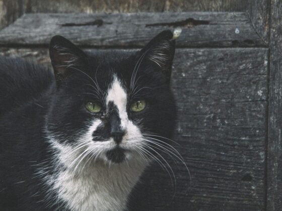 Schwarz-weiße Katze vor einer verwitterten Holzwand