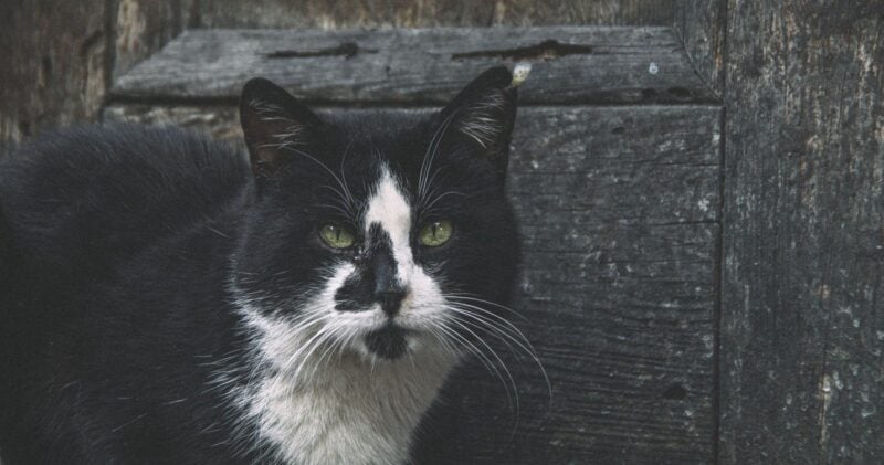 Schwarz-weiße Katze vor einer verwitterten Holzwand
