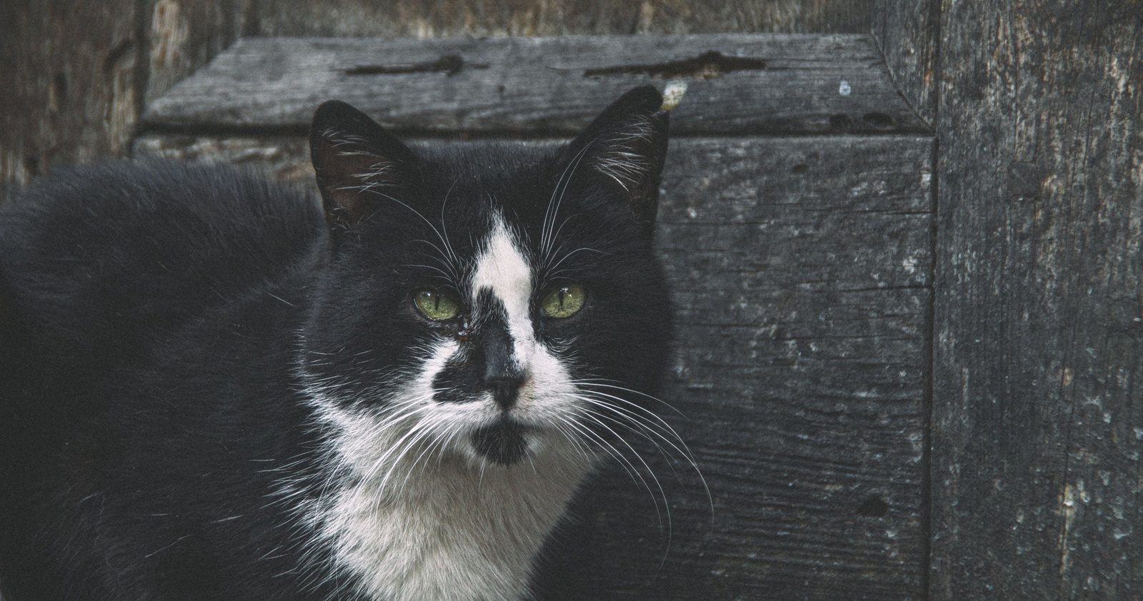 Schwarz-weiße Katze vor einer verwitterten Holzwand