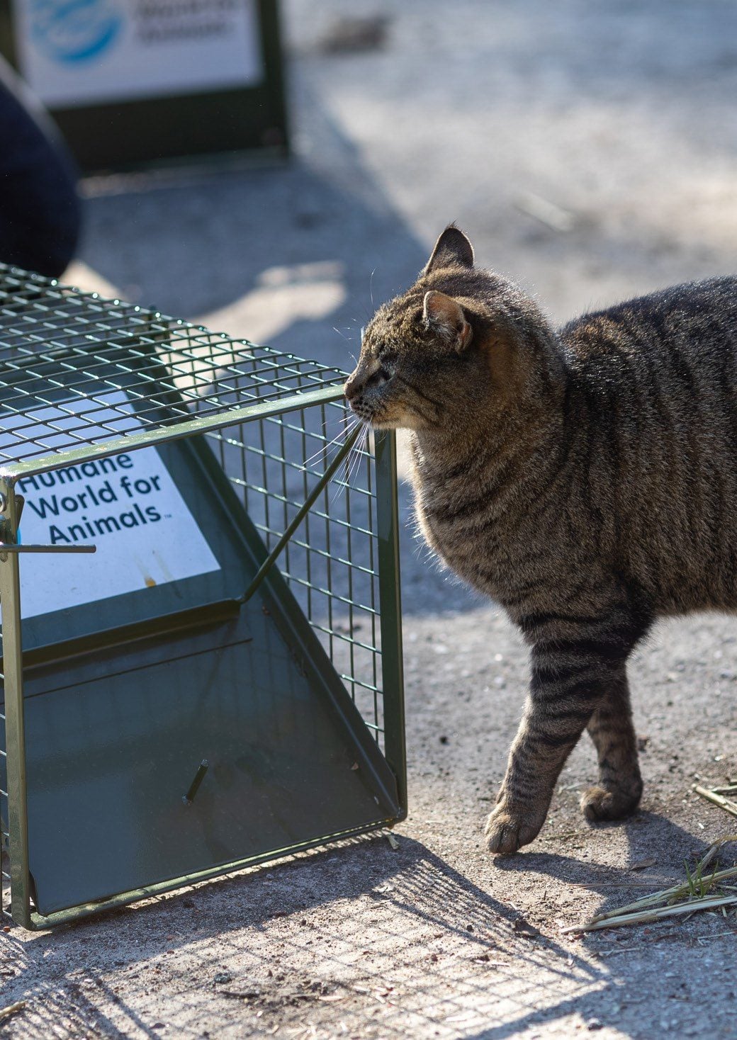 Eine getigerte Katze läuft an einer Lebendfalle mit Humane-World-Aufkleber vorbei