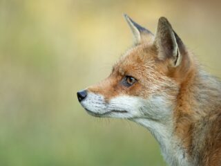 Porträt eines Rotfuchses im Profil vor grünem Hintergrund