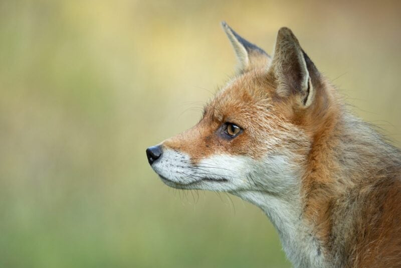 Porträt eines Rotfuchses im Profil vor grünem Hintergrund