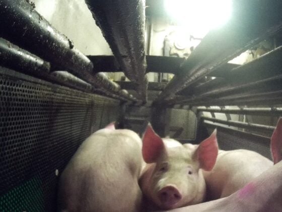 Schweine stehen dicht gedrängt im dunklen Treibgang des Tönnies-Schlachthofs in Kellinghusen, eines blickt in die Kamera