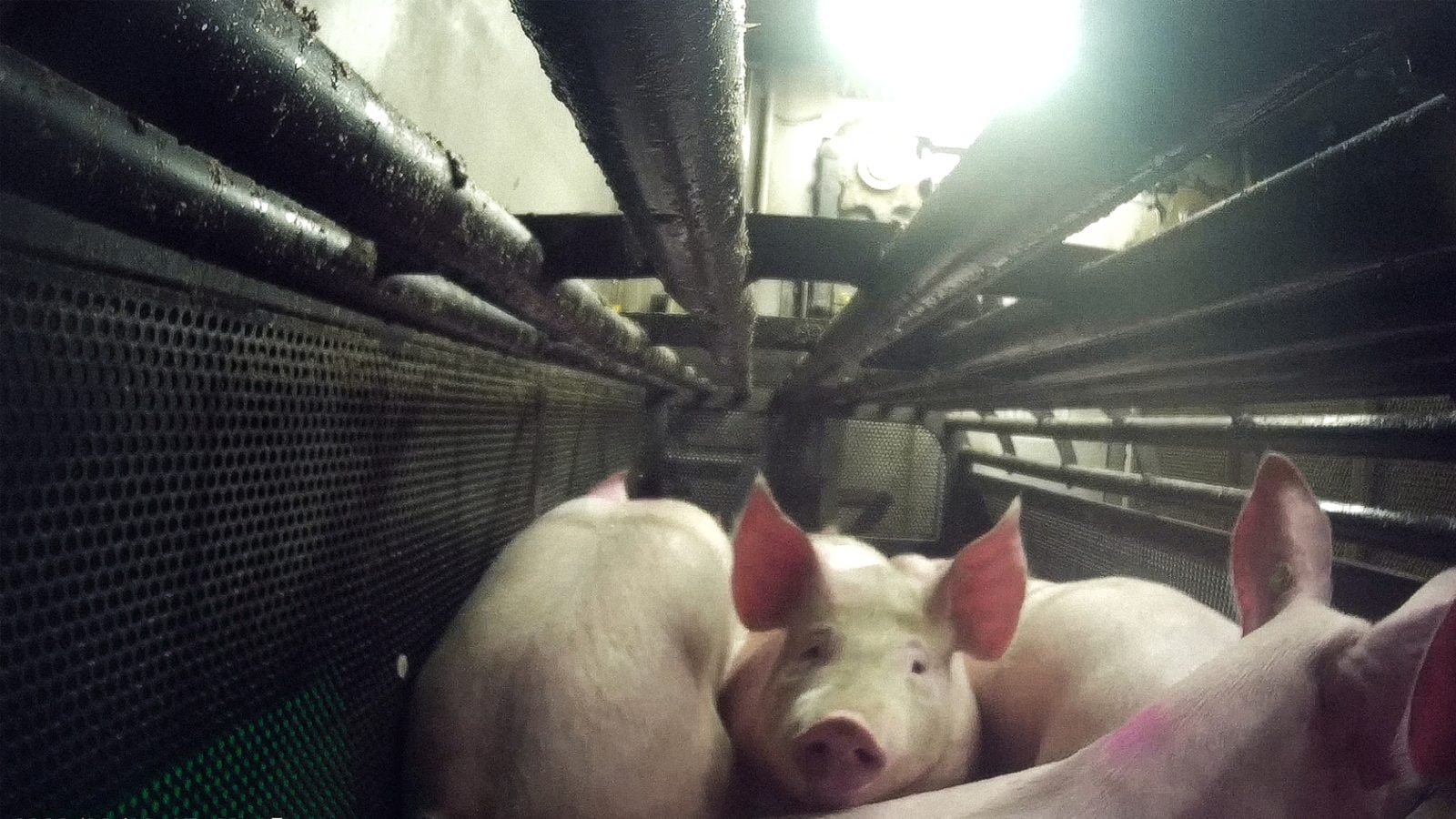 Schweine stehen dicht gedrängt im dunklen Treibgang des Tönnies-Schlachthofs in Kellinghusen, eines blickt in die Kamera