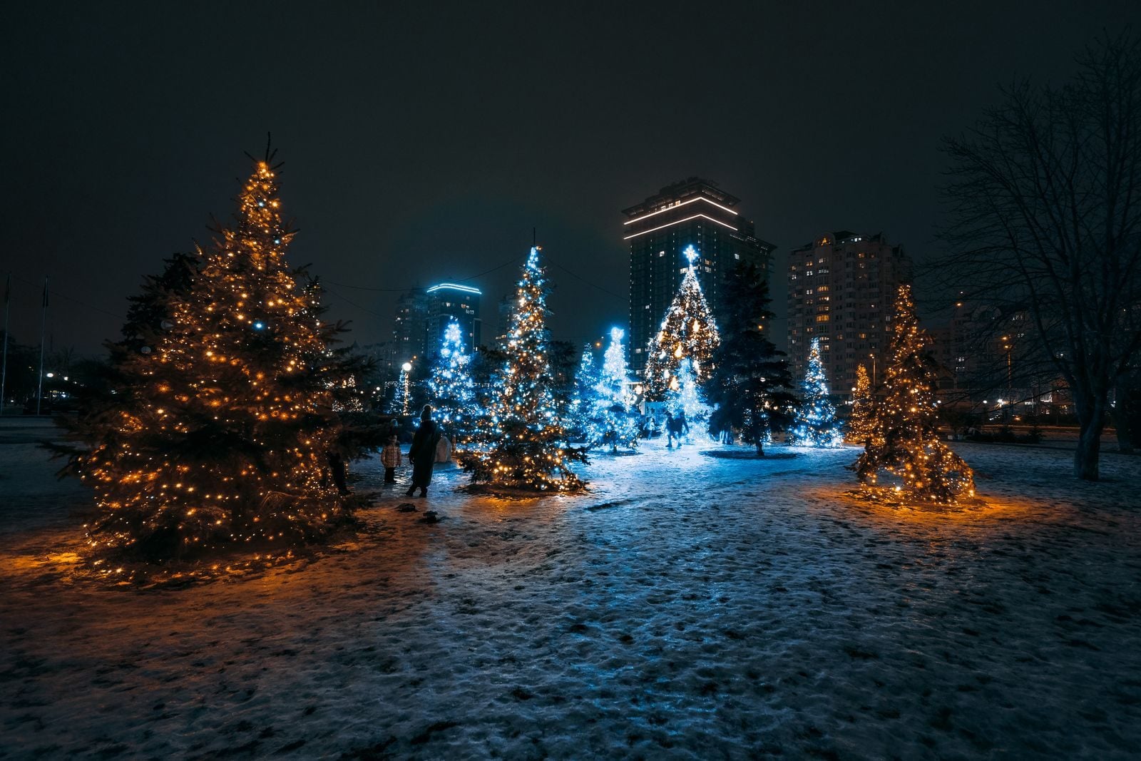 Symbolbild: beleuchtete Tannenbäume in einem verschneiten Park bei Nacht