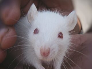 Eine weiße Ratte mit roten Augen sitzt in zwei Händen und blickt in die Kamera
