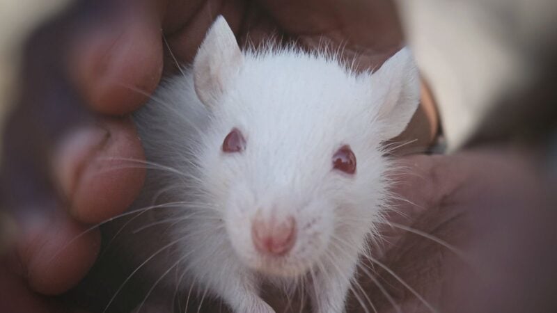 Eine weiße Ratte mit roten Augen sitzt in zwei Händen und blickt in die Kamera