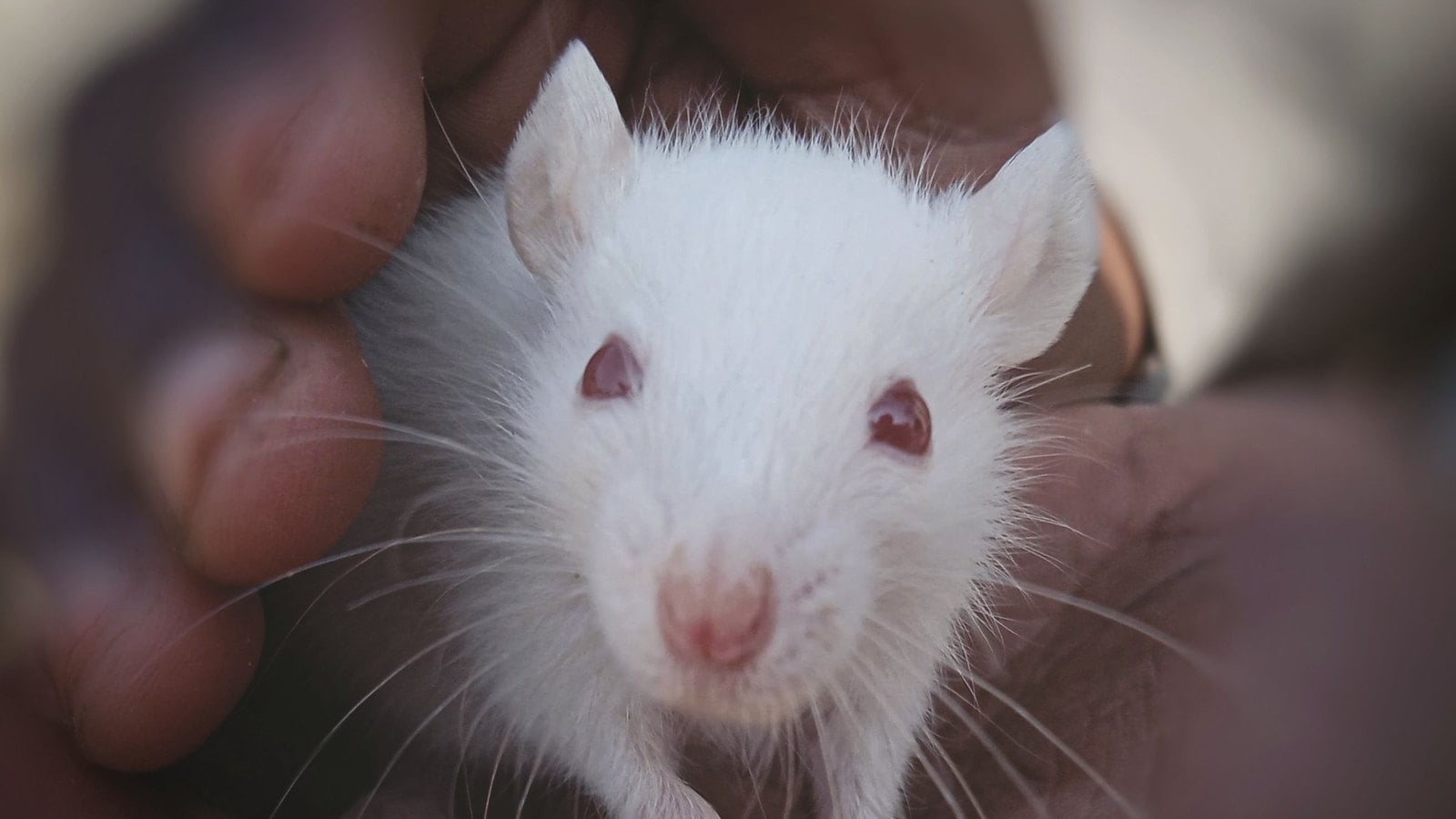 Eine weiße Ratte mit roten Augen sitzt in zwei Händen und blickt in die Kamera