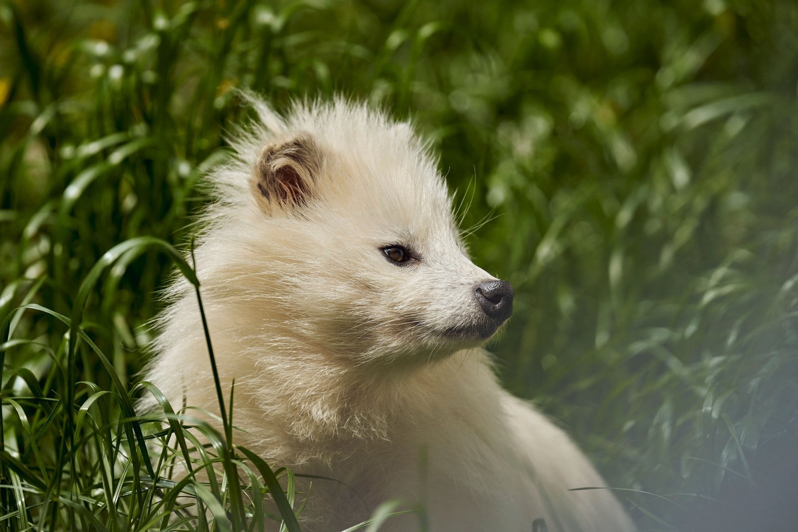 Ein weißer Marderhund sitzt im hohen Gras